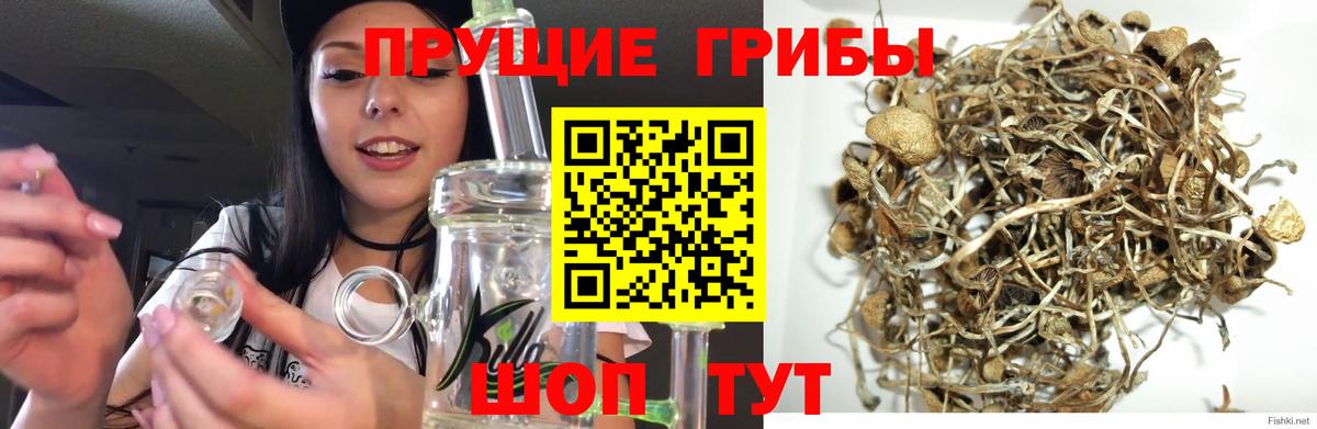 Галлюциногенные грибы Cubensis  купить   Псков  Вход с VPN 